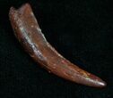 Large Inch Pterosaur Tooth - Morocco #7130-2